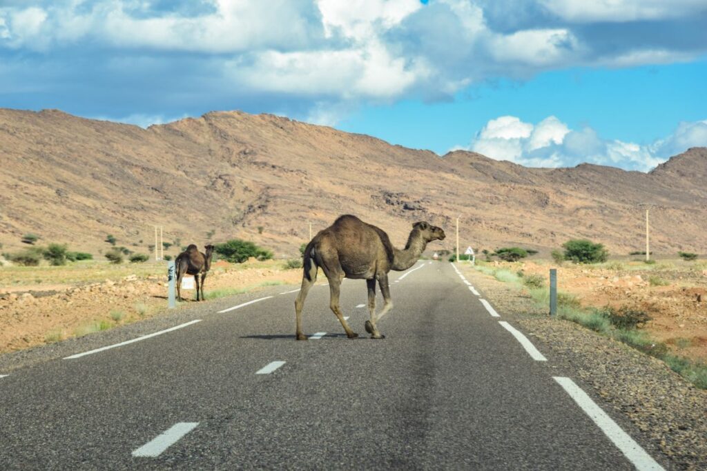Tips for driving and renting a car in Morocco (3)