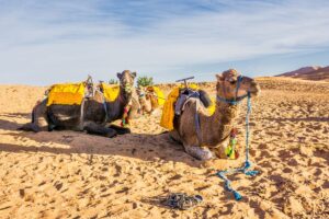 Trips and Excursions from Marrakech